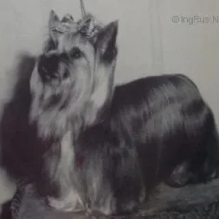 MACSTROUDS SIR GAY